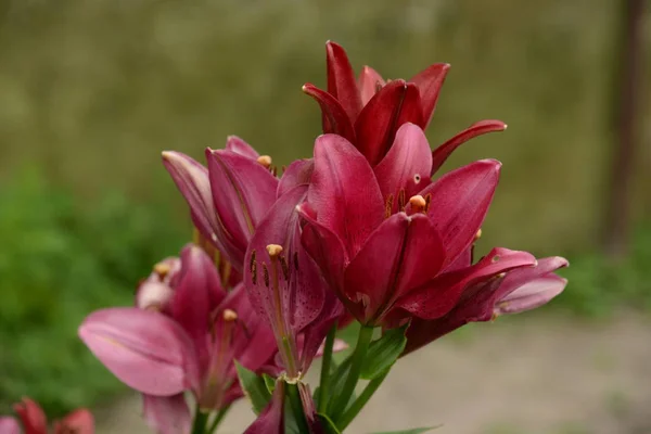 Lilia Lilium Ukrayna Halk Adı Zambak — Stok fotoğraf