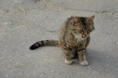 Kedi kedisi (Latince Felis Silvestris catus), kedigiller (Felis) familyasından bir kedi türü.)