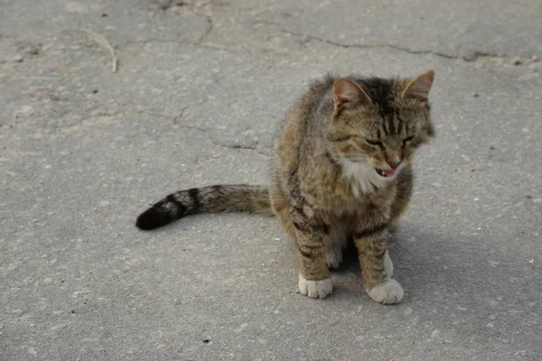 Die Katze Der Katze Oder Katze Der Katze Lateinisch Felis — Stockfoto