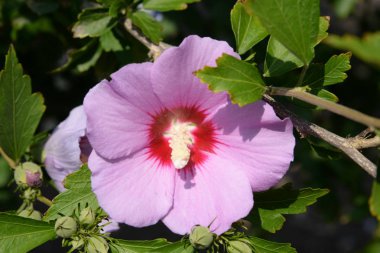 Malva, veya Mallow (Latin Mlva)
