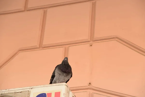 Galamb Columba Egy Család Madarak Család Galambok Columbidae — Stock Fotó