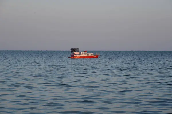 Mar Negro Égua Ruceno Latina — Fotografia de Stock