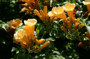 Gereza yaygın (Lcium barbarum L., 1753, çevir omuriliği, çıkıntı)