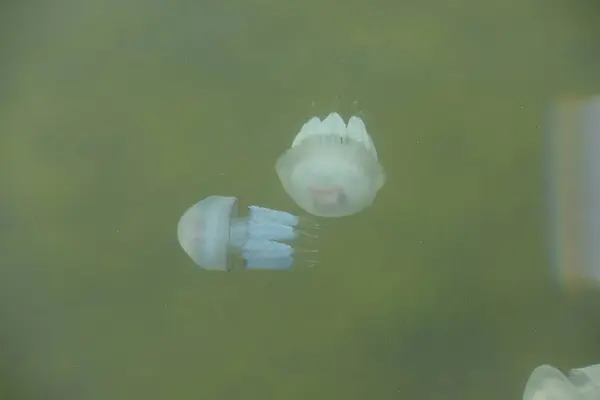 Medusozoa Örgü Örmek Gibi Serbest Deniz Hayvanlarının Bir Alt Türüdür — Stok fotoğraf