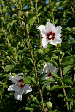 Malva, veya Mallow (Latin Mlva)