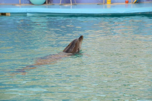 Дельфин Черное Море Черное Море Delphinus Delphis Ssp Барабаш Никифоров — стоковое фото