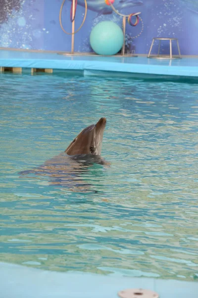 Дельфин Черное Море Черное Море Delphinus Delphis Ssp Барабаш Никифоров — стоковое фото