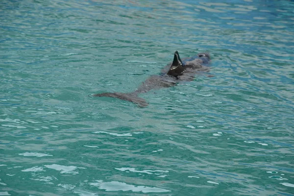 Dolphin Black-Sea Black Sea, or Delphinus delphis ssp. Ponticus Barabasch-Nikiforov