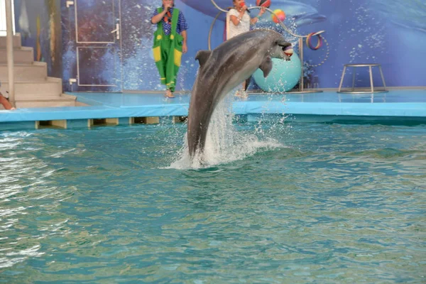 Delfín Mar Negro Mar Negro Delphinus Delphis Ssp Ponticus Barabasch — Foto de Stock