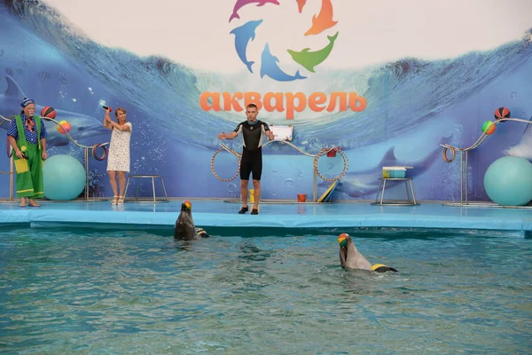 Discorso Del Team Skadovsk Dolphinarium Aquarel Luglio 2019 — Foto Stock