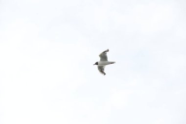 Martı (Vanellus vanellus) - Sivkiv familyasından bir kıyı kuşu, bir dizi Martı.