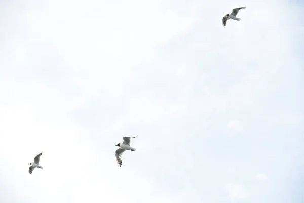 Möwe Vanellus Vanellus Ein Küstenvogel Aus Der Familie Der Sivkiv — Stockfoto