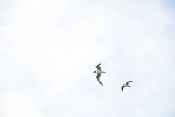 Seagull Vanellus Vanellus Coastal Bird Sivkiv Family Series Seagulls — Stock Photo, Image