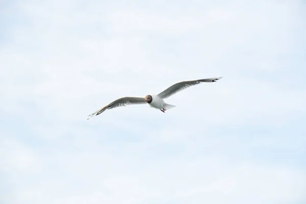 Seagull Vanellus Vanellus Een Kust Vogel Van Familie Sivkiv Een — Stockfoto