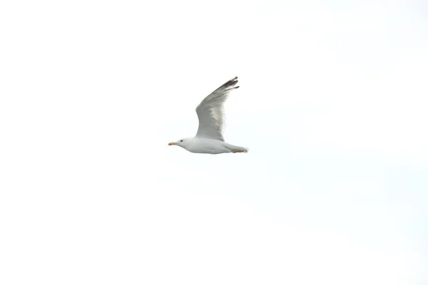 Seagull Vanellus Vanellus Een Kust Vogel Van Familie Sivkiv Een — Stockfoto