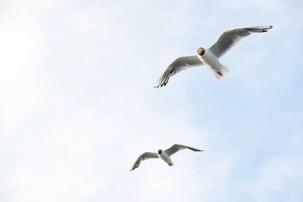 Möwe Vanellus Vanellus Ein Küstenvogel Aus Der Familie Der Sivkiv — Stockfoto