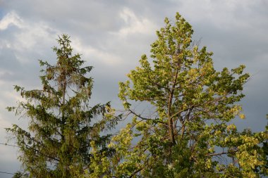 Sessiz köşe güzel doğa