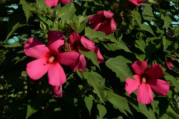 Clematis Stasik Clematis Stasik — Photo