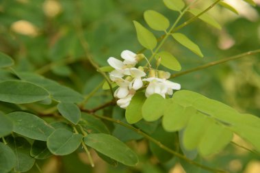 Acacia (Acacia), baklagiller familyasından bir bitki cinsidir..