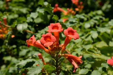 Gereza yaygın (Lcium barbarum L., 1753, çevir omuriliği, çıkıntı)