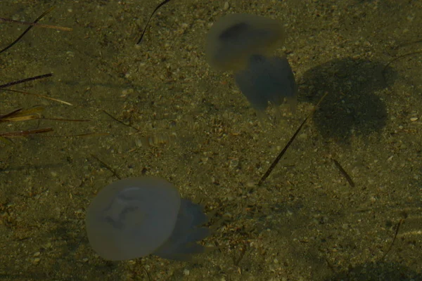 Medusozoa Örgü Örmek Gibi Serbest Deniz Hayvanlarının Bir Alt Türüdür — Stok fotoğraf