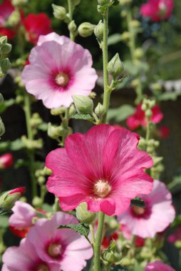 Malva, veya Mallow (Latin Mlva)