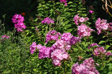 Phlox (Latin Phlox)-Synyhova ailesinin güzel renkli otsu bitkilerin bir cins (Polemoniaceae).