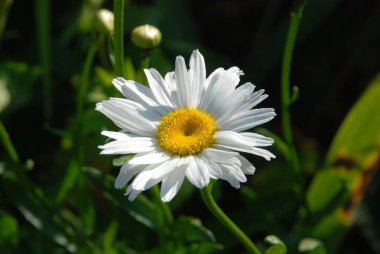  Romashka (Lat. Matricria)-Astrovye ailesinin çok yıllık çiçekli bitkilerin bir cins
