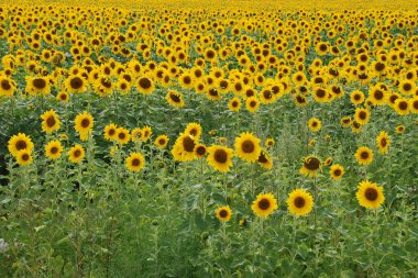 Ayçiçeği tohumu (Helianthus L.)