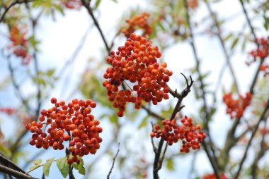 Genel Rowan (Sorbus aucuparia)