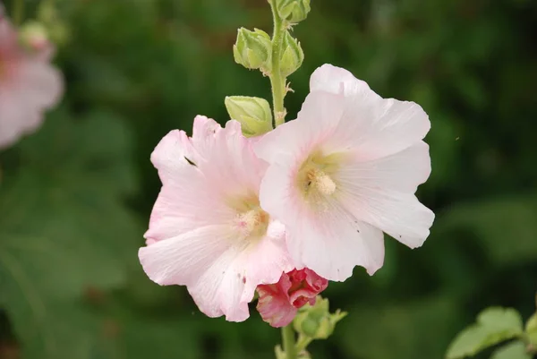 Malva Mallow Латинская Mlva — стоковое фото