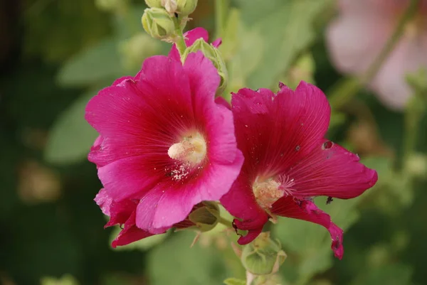 Malva Malva Latín Mlva —  Fotos de Stock