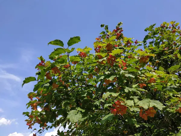 Κοινά Μανιτάρια Κόκκινο Φραγκοστάφυλο Latin Viburnum Opulus — Φωτογραφία Αρχείου