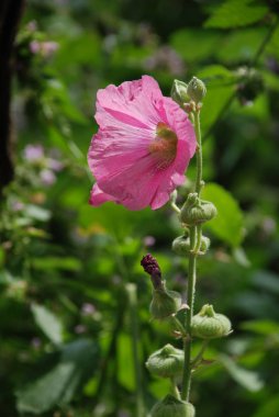 Malva, veya Mallow (Latin Mlva)