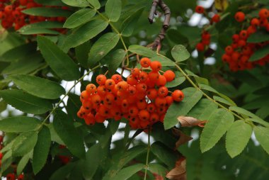 Genel Rowan (Sorbus aucuparia)