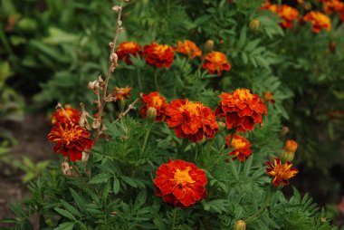 Frenk soğanı (Tagetes), oxamides, fullborns 