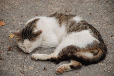 Kedi kedisi (Latince Felis Silvestris catus), kedigiller (Felis) familyasından bir kedi türü.)