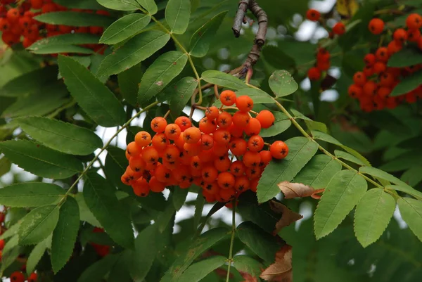 Rowan Sorbus Aucuparia — Stockfoto