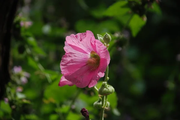 Stock image Malva, or Mallow (Latin Mlva)