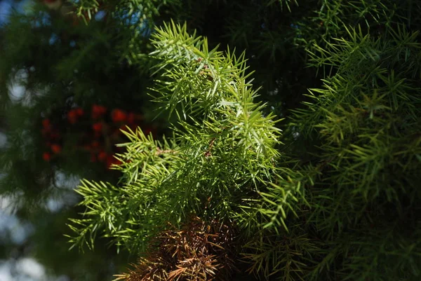 Europäische Lärche Larix Decidua — Stockfoto