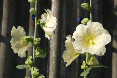 Malva, veya Mallow (Latin Mlva)