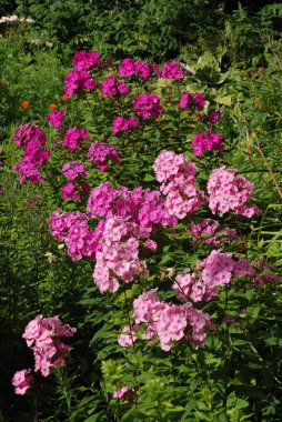 Phlox (Latin Phlox)-Synyhova ailesinin güzel renkli otsu bitkilerin bir cins (Polemoniaceae).