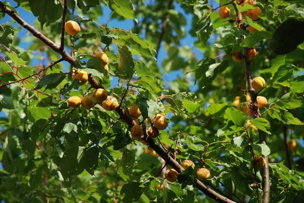 Damasco Damasco Abeto Algas Marinhas Prunus Armeniaca Também Armeniaca Vulgaris — Fotografia de Stock