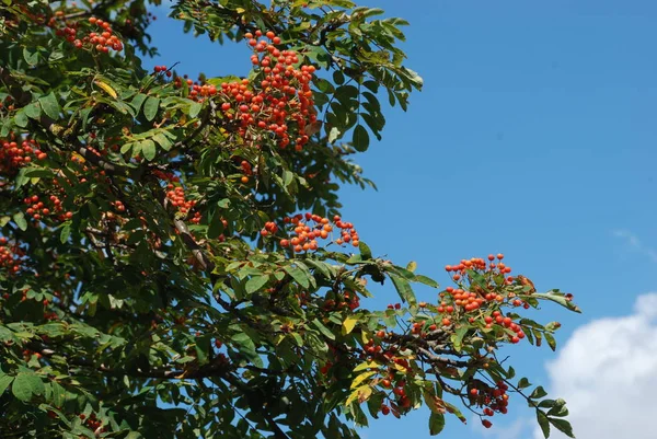 Genel Rowan Sorbus Aucuparia — Stok fotoğraf