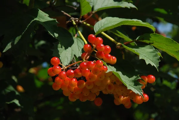 Közönséges Gomba Vörös Ribizli Latin Viburnum Opulus — Stock Fotó