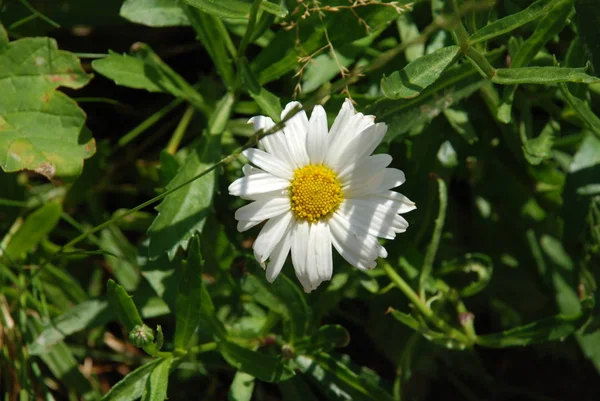 Romashka Lat Matricria Genere Piante Fiore Perenni Della Famiglia Astrovye — Foto Stock