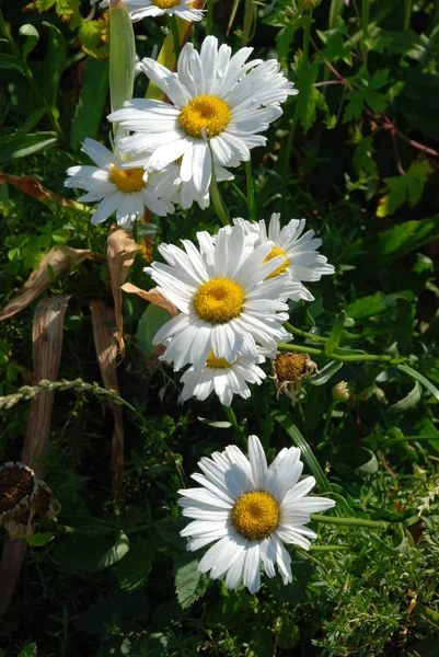 Romashka Lat Matricria Genere Piante Fiore Perenni Della Famiglia Astrovye — Foto Stock