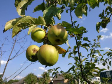 Bahçedeki elmalar