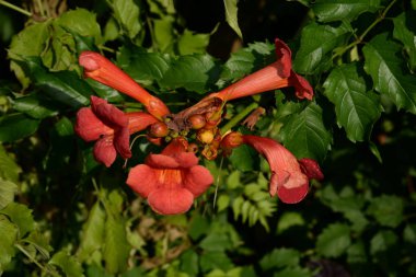 Gereza yaygın (Lcium barbarum L., 1753, çevir omuriliği, çıkıntı)