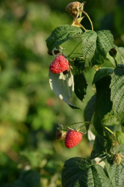Ahududu Avrupa, düz ahududu veya sadece ahududu